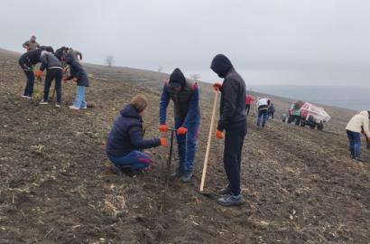 Generația Pădurii: Academia „Ștefan cel Mare” contribuie la crearea unei Moldove mai verzi imagine 6